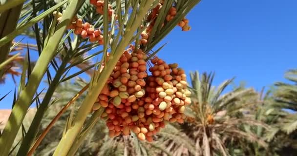 エジプトのヤシの木に新鮮な熟したおいしい黄色の日付 — ストック動画