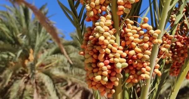 이집트의 나무에 신선한 맛있는 노란색 — 비디오
