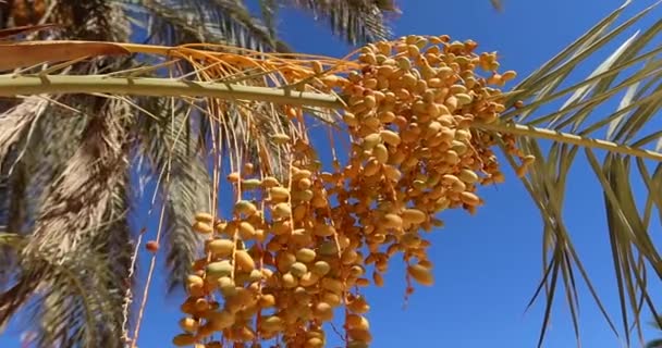 이집트의 나무에 신선한 맛있는 노란색 — 비디오