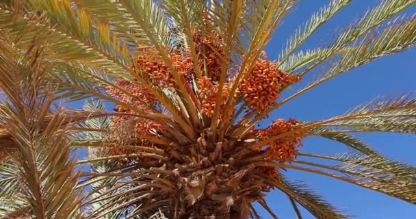 Kentang Kuning Segar Yang Matang Pada Pohon Palem Mesir — Stok Video