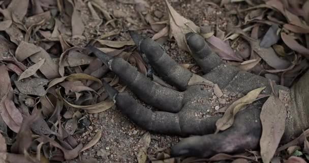 Απόκριες Βρώμικο Χέρι Ζόμπι Σέρνεται Από Έδαφος — Αρχείο Βίντεο
