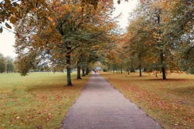 Parkta sonbahar ağaçları