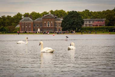 Kensington Sarayı ve parktaki kuğularla dolu gölet Londra Büyük Britanya 'nın sonbahar günü