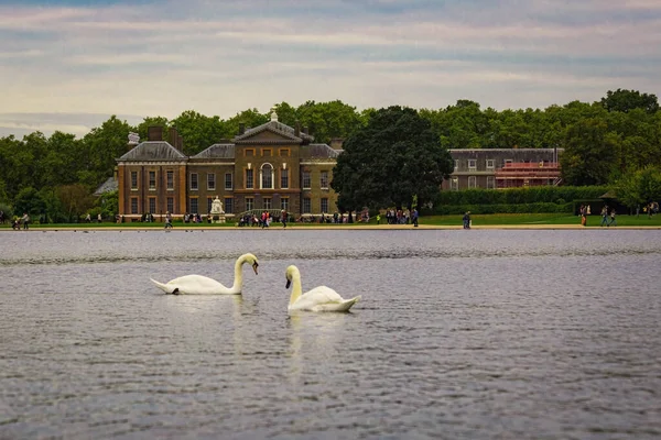 Kensington Palace Stagno Con Cigni Nel Parco Giorno Autunno Londra — Foto Stock