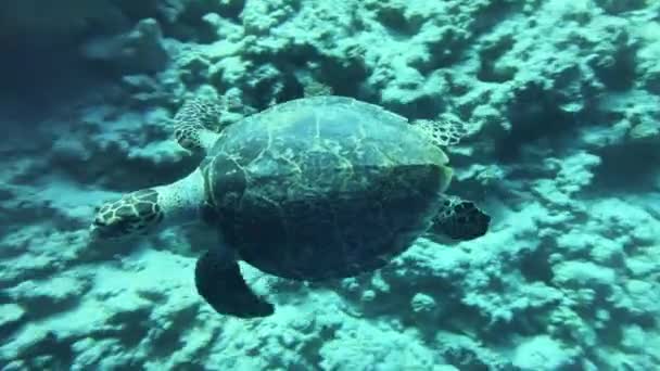 Θαλάσσια Χελώνα Κολύμπι Κοντά Στο Marsa Alam Καταδύσεις Στην Ερυθρά — Αρχείο Βίντεο