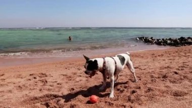 Boston Terrier sahilde turuncu bir topla oynuyor.