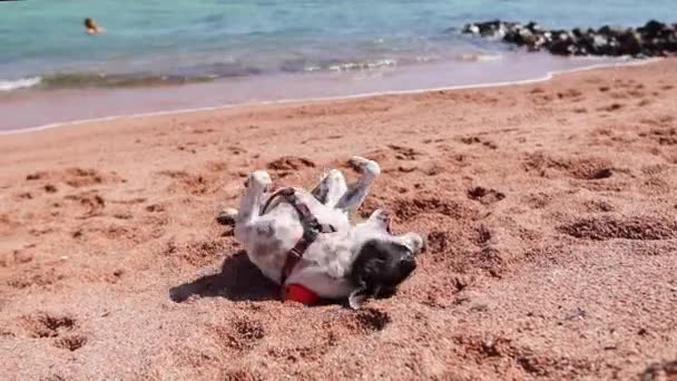 Boston Terrier Brincando Com Uma Bola Laranja Praia — Vídeo de Stock
