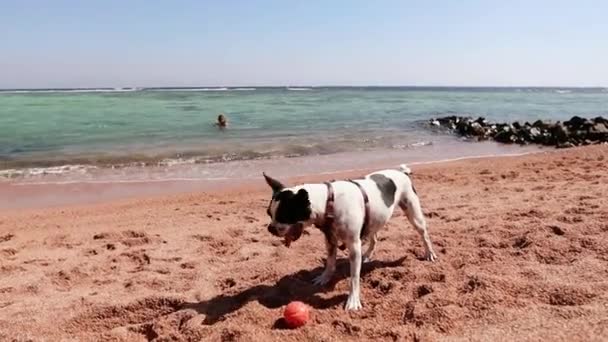 Boston Terrier Brincando Com Uma Bola Laranja Praia — Vídeo de Stock