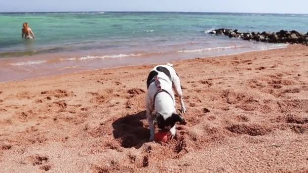 Boston Terrier Jugando Con Una Pelota Naranja Playa — Vídeo de stock