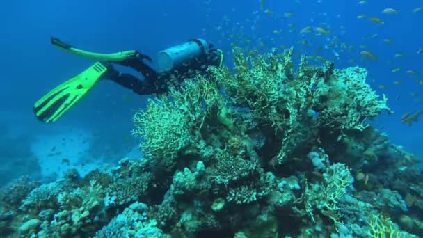 Mergulhador Mar Vermelho Dahab Mergulho Egito — Vídeo de Stock