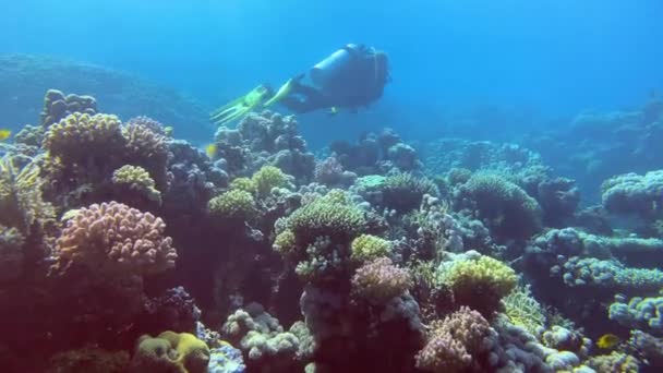 Dykare Röda Havet Dahab Dykning Egypten — Stockvideo