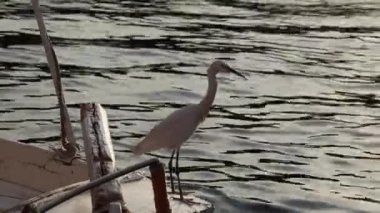 Aswan 'daki beyaz balıkçıl Nil nehrinde, Mısır' da teknede duruyor.