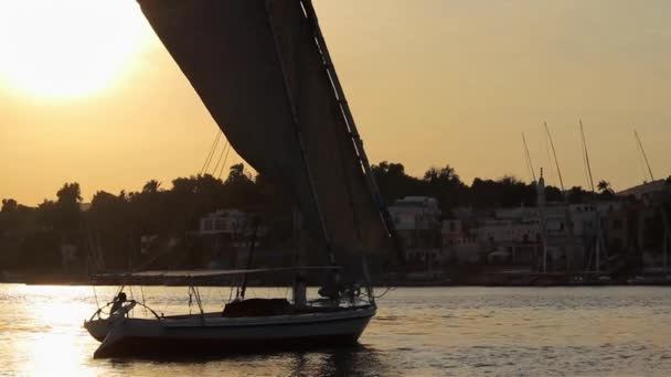 埃及阿斯旺 尼罗河沿岸传统的Felucca帆船 — 图库视频影像