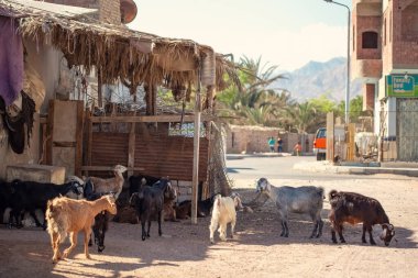 Dahab Assala bölgesi, dar sokaklar, dükkanlar ve insanlar, Mısır