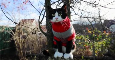 Bahçedeki ağaçta oturan, sıcak örülü süveter giyen sevimli kedi.