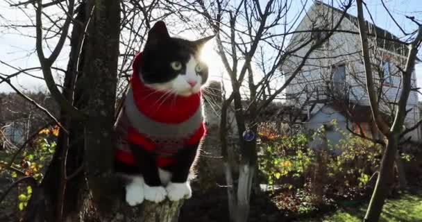 Niedliche Katze Mit Warmem Strickpullover Sitzt Auf Dem Baum Garten — Stockvideo