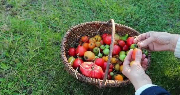 収穫する時間 緑の草の女性の手の上のバスケット新鮮なトマト — ストック動画