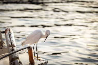 Aswan 'daki beyaz balıkçıl Nil nehrinde, Mısır' da teknede duruyor.