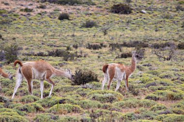 Group of guanaco animals in Patagonia Chile