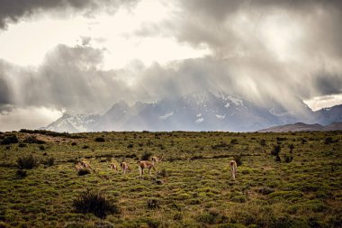 Group of guanaco animals in Patagonia Chile