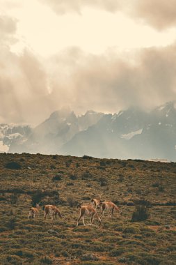 Group of guanaco animals in Patagonia Chile