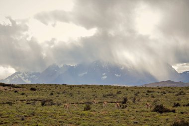 Group of guanaco animals in Patagonia Chile