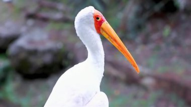 Parktaki beyaz leylek yeşil arka planda, Malezya