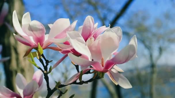 Beau Fond Magnolias Avec Mise Point Sélective Floraison Printanière — Video