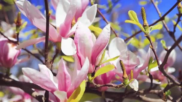 Красивые Магнолии Фон Избирательным Фокусом Весенний Цветок — стоковое видео