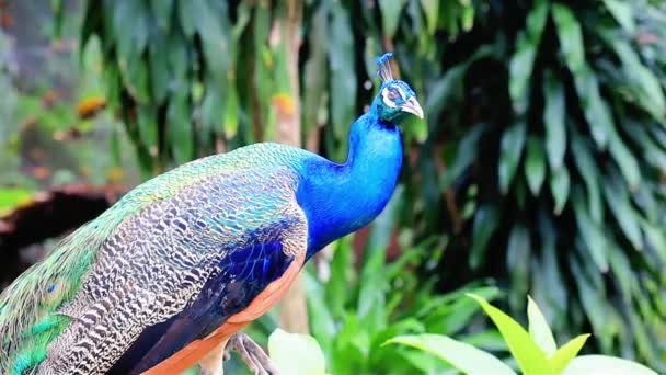 孔雀的头紧贴着吉隆坡鸟类公园 — 图库视频影像
