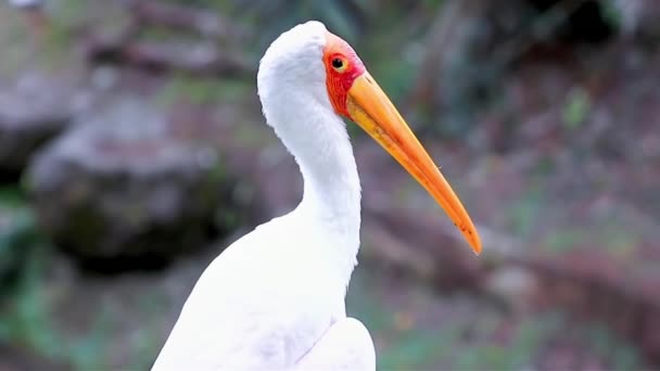 Cigüeña Blanca Parque Con Fondo Verde Malasia — Vídeo de stock