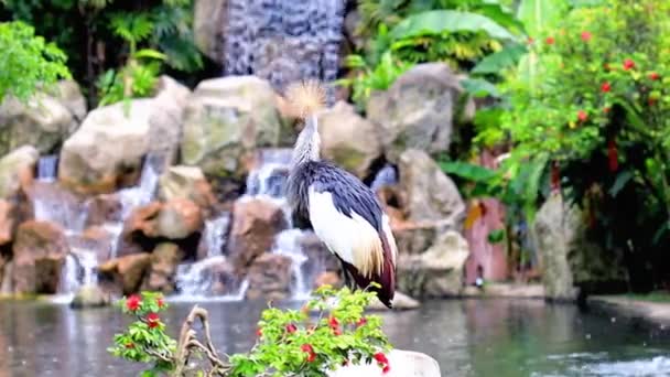 Crowned Crane Park Waterfall Tropical Tees — Stock Video