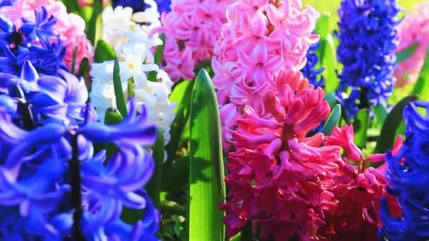 Fleurs Jacinthe Colorées Lumineuses Dans Jardin Gros Plan — Video