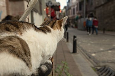 İstanbul, Türkiye 'de sevimli sokak kedisi