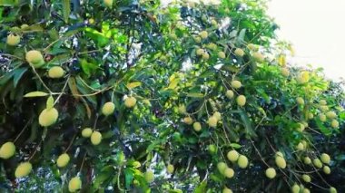 Tropikal bahçedeki ağaçta yeşil mangolar