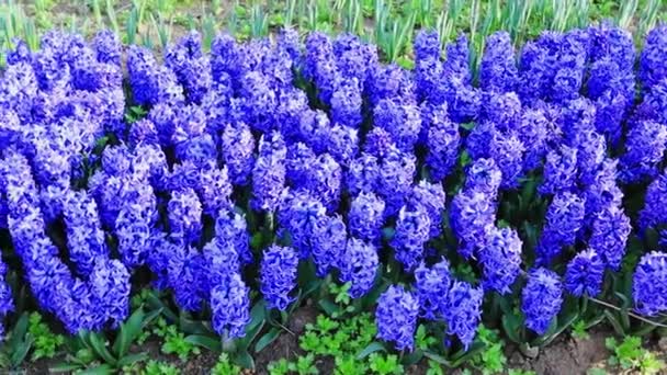 Bright Purple Hyacinth Flowers Garden Close — Stock Video