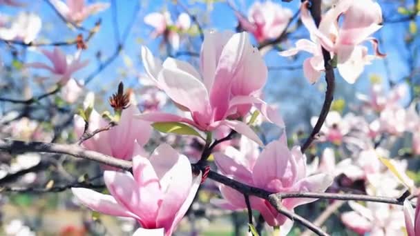 Piękne Tło Magnolii Selektywnym Ukierunkowaniem Wiosenny Kwiat — Wideo stockowe