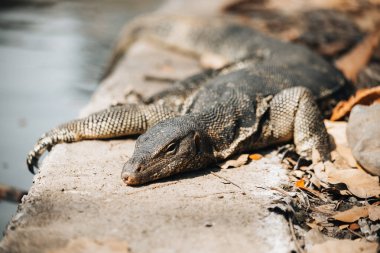 Lumpini parkındaki dev kertenkele Bangkok Tayland