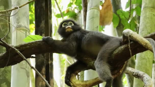 泰国霍索克国家公园树枝上的深色叶子猴 — 图库视频影像