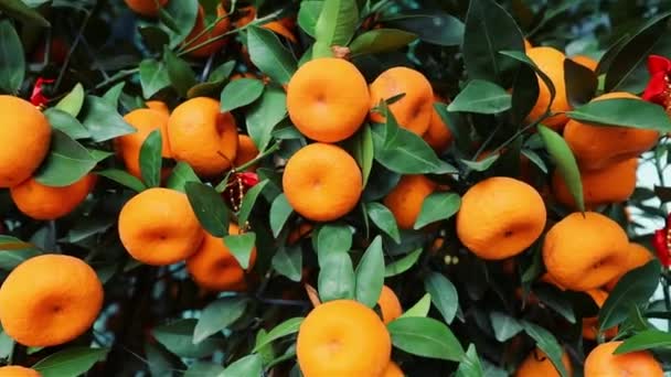 Çin Yeni Yıl Dekorasyonu Için Geleneksel Portakal Ağacı — Stok video