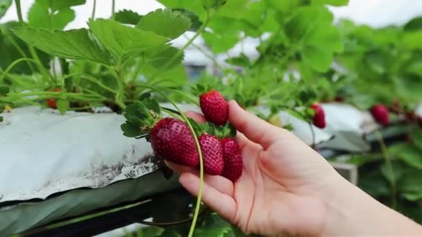 Woman Hand Picking Ripe Red Srawberries Strawberry Farm — Stock Video