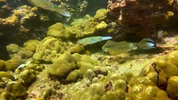 Tintenfischgruppe Meer Taucht Unter Wasser Video — Stockvideo