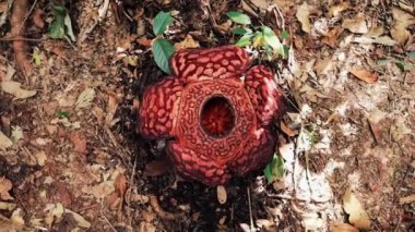 Borneo Ormanı, Malezya 'da çiçek açan Rafflesia çiçeği