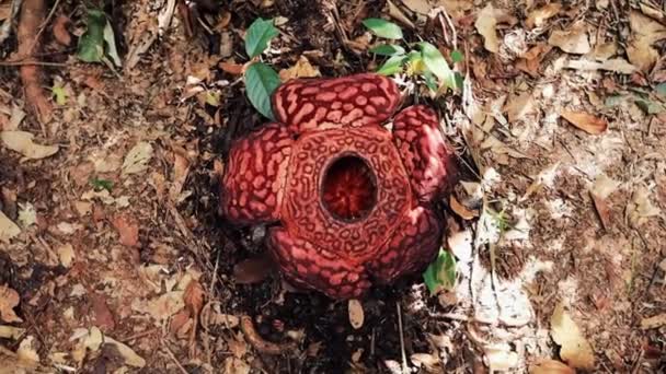Kwiat Rafflesia Kwitnący Widok Góry Borneo Jungle Malezja — Wideo stockowe