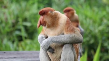 Borneo yağmur ormanlarında hortumlu maymun Sandakan Malezya