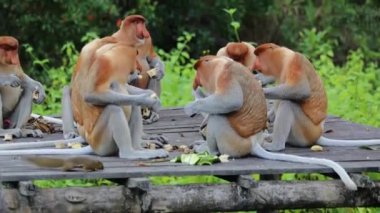 Borneo yağmur ormanlarında hortumlu maymun Sandakan Malezya