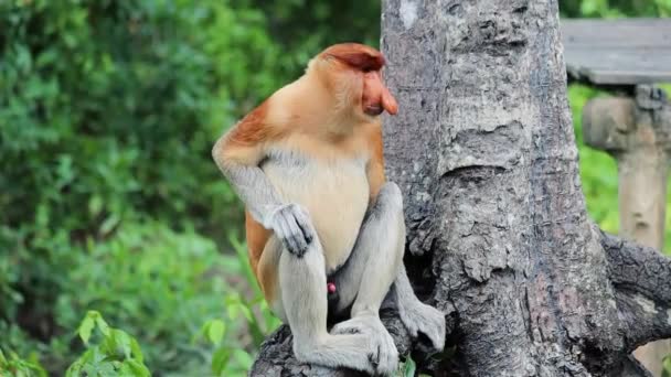 Scimmia Proboscide Nella Foresta Pluviale Del Borneo Sandakan Malesia — Video Stock