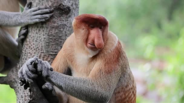 Пробоскис Обезьяна Тропических Лесах Борнео Сандакан Малайзия — стоковое видео