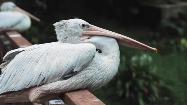 Bianco Pelican Nel Parco Degli Uccelli Vicino — Video Stock