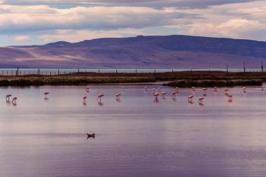 Laguna Nimez ve Santa Cruz Arjantin 'de bir sürü pembe flamingo.